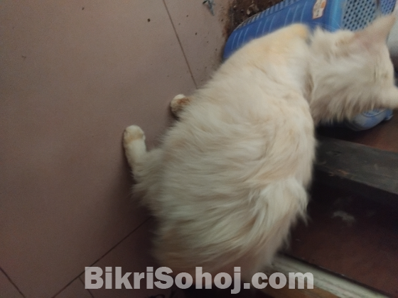 Persian cat male